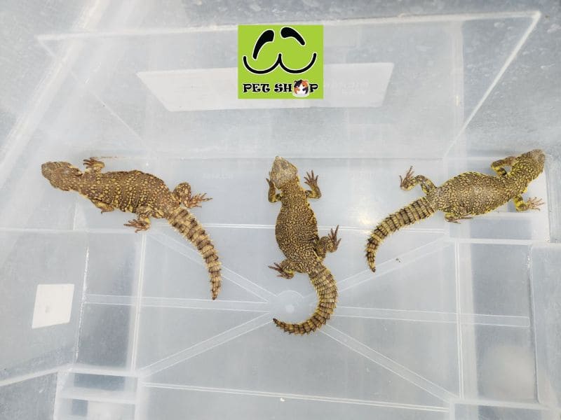 Thức ăn chính của Dabb Lizard là thực vật
