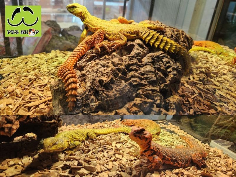 Giới thiệu tổng quan về Dabb Lizard