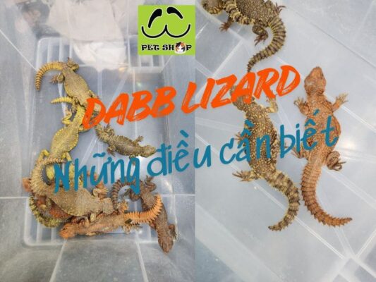 Dabb Lizard & những điều cần biết