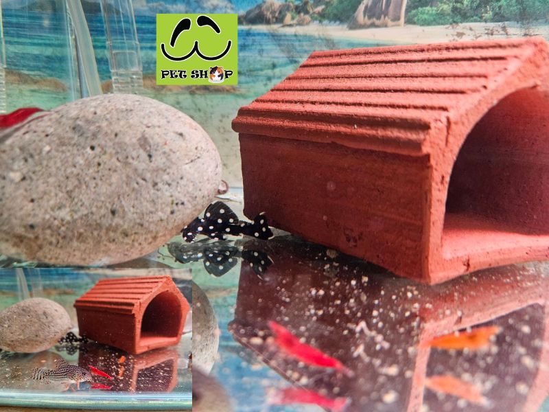 Môi trường sống & cách nuôi Pleco trong hồ cá