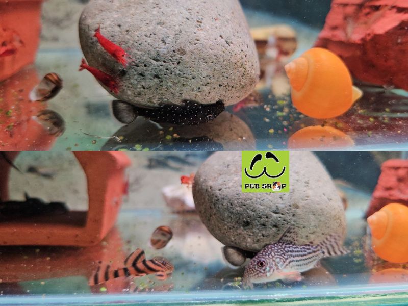 Các bệnh thường gặp ở cá Pleco