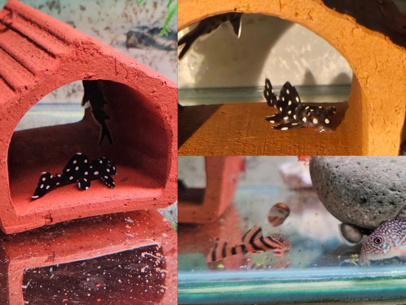 Tập tính của cá Pleco