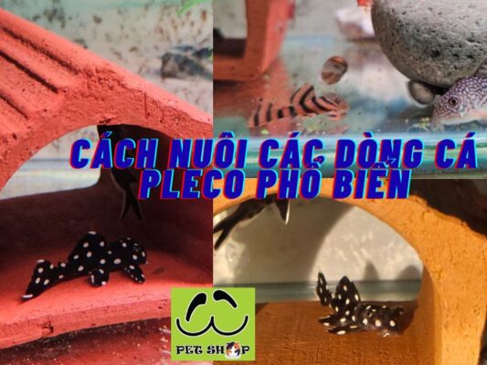 Cách nuôi các dòng cá pleco phổ biến