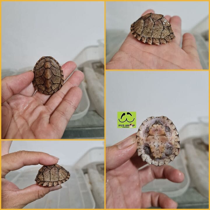 Môi trường sống & cách nuôi rùa lưỡi dao