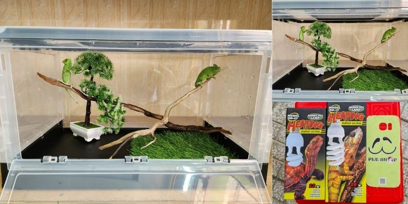 Chuồng nuôi Chameleon