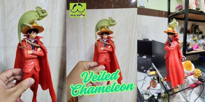 Sự thật về sự đổi màu của Chameleon