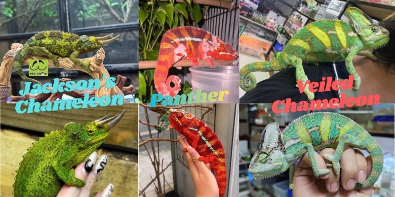 Phân loại Chameleon phổ biến