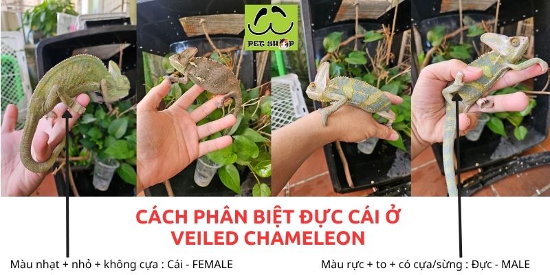 Cách phân biệt chameleon đực và cái