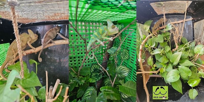 Sinh sản ở tắc kè hoa (Chameleon)