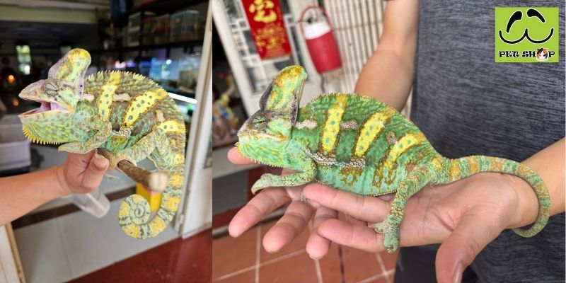 Tắc kè hoa - Chameleon