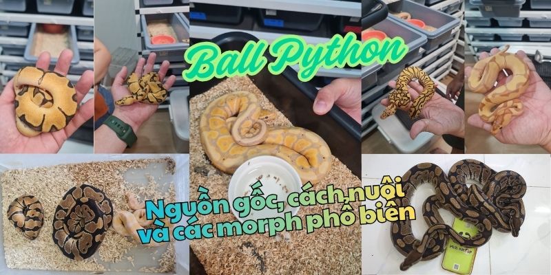Ball Python là gì?