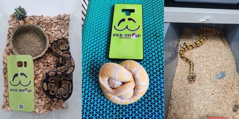 Cách nuôi Ball Python làm thú cưng