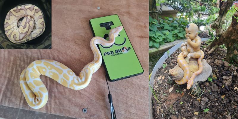 Nguồn gốc của Ball Python
