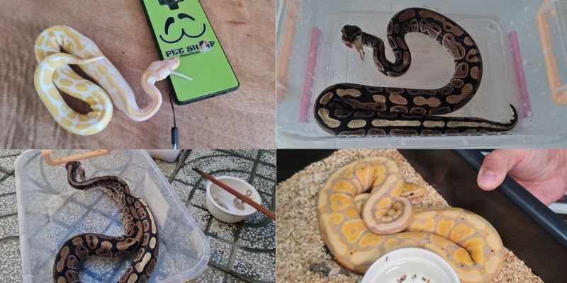 Kích thước của Ball Python