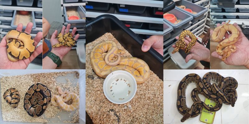 Một số morph Ball Python phổ biến