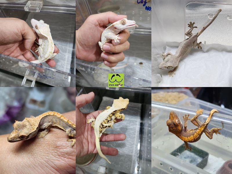Ưu điểm khi nuôi Crested Gecko