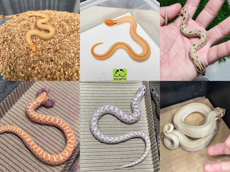 Các Morph phổ biến