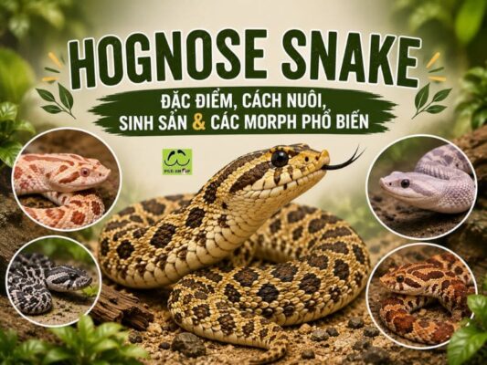 Hognose Snake – Cách Nuôi, Sinh Sản & Các Morph Phổ Biến