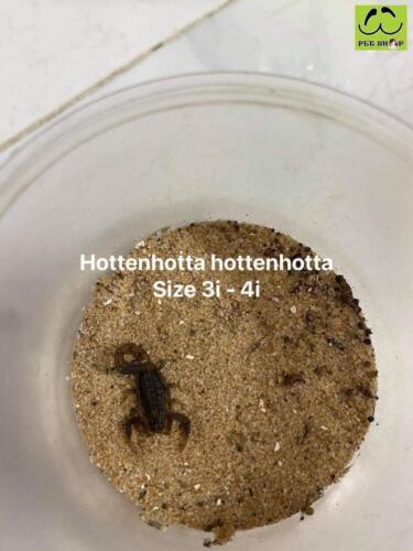 Hh 3i