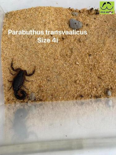 Parabuthus transvaalicus 4i