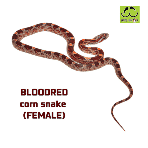 BLOODRED corn snake FEMALE 20-30CM