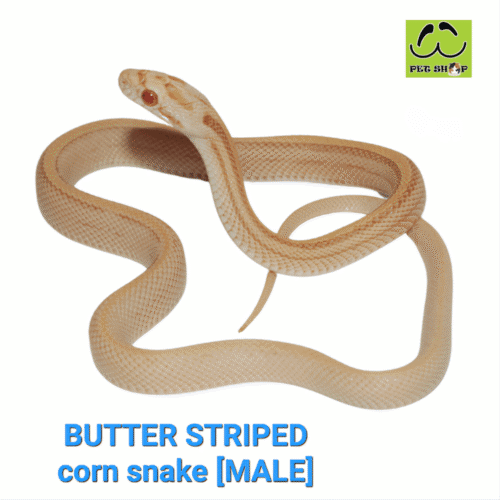 BUTTER STRIPED corn snake MALE 20-30CM
