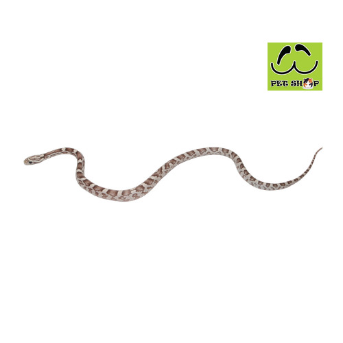 GHOST-OKEETEE-corn-snake-20-30cm-FEMALE