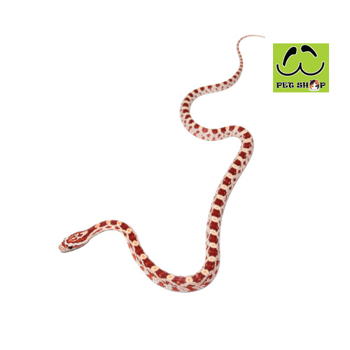 ULTRAMEL-corn-snake-20-30cm-MALE