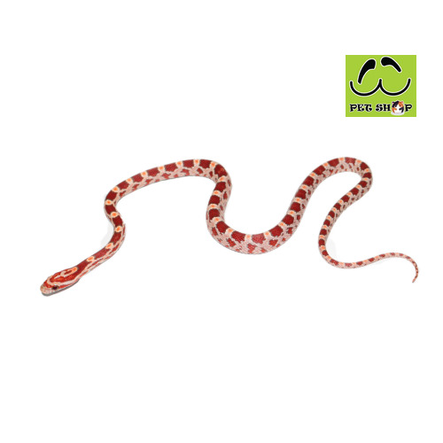 ULTRAMEL-OKEETEE-corn-snake-20-30cm-FEMALE