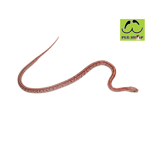 ULTRAMEL-TESSERA-corn-snake-20-30cm-FEMALE