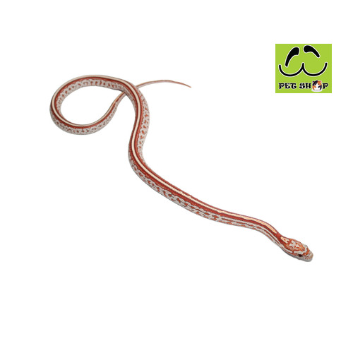 ULTRAMEL-TESSERA-corn-snake-20-30cm-FEMALE