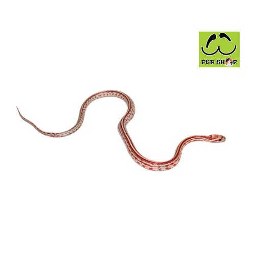 ULTRAMEL-TESSERA-corn-snake-20-30cm-MALE