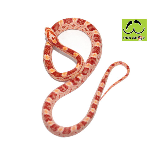 AMEL-corn-snake-FEMALE-SIZE-20-30CM
