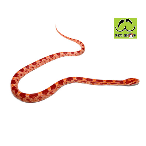 AMEL-corn-snake-MALE-SIZE-20-30CM