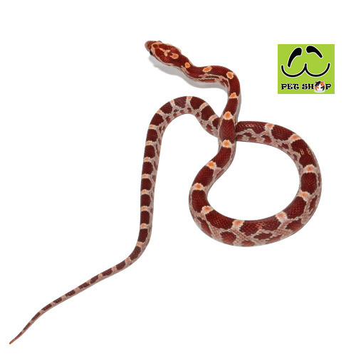 HYPO-corn-snake-FEMALE-SIZE-20-30CM