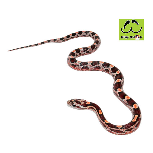 MASQUE-corn-snake-FEMALE-SIZE-20-30CM
