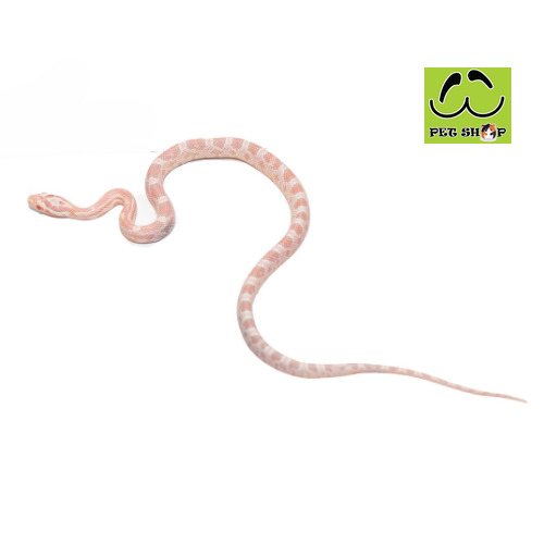 SALMON-corn-snake-MALE-SIZE-20-30CM