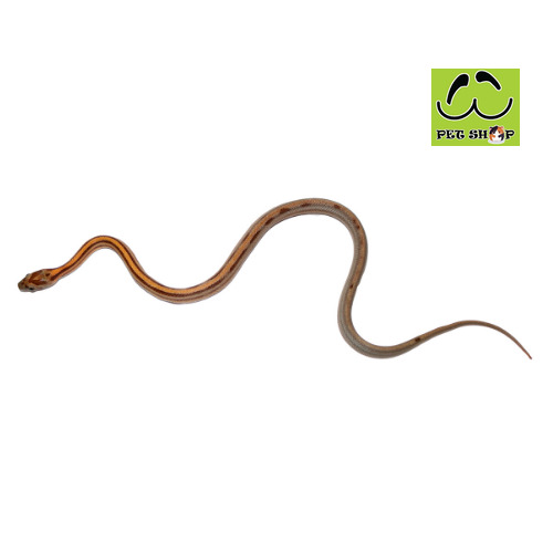 STRIPED-corn-snake-MALE-SIZE-20-30CM