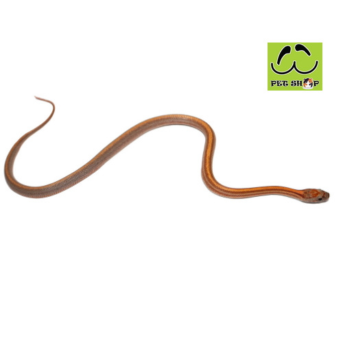TRIPED-PATTERNLESS-corn-snake-MALE-SIZE-20-30CM