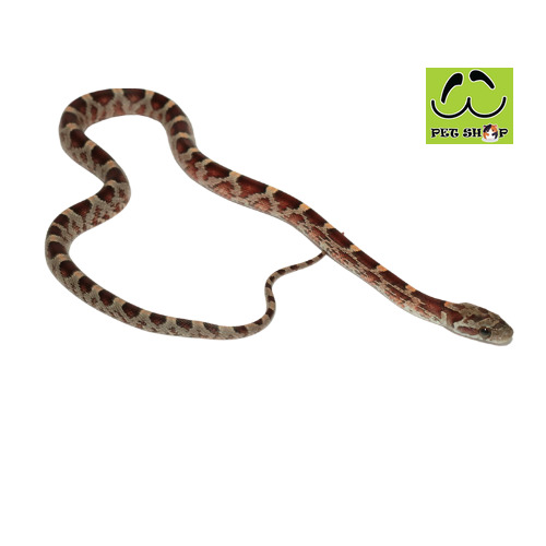 BLOODRED-corn-snake-MALE-20-30CM