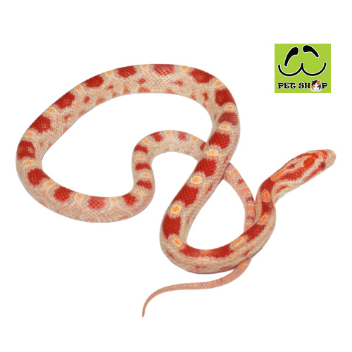 EXTREME-REVERSE-OKEETEE-corn-snake-MALE-20-30CM
