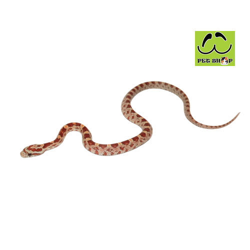 ULTRA-corn-snake-Male-20-30CM