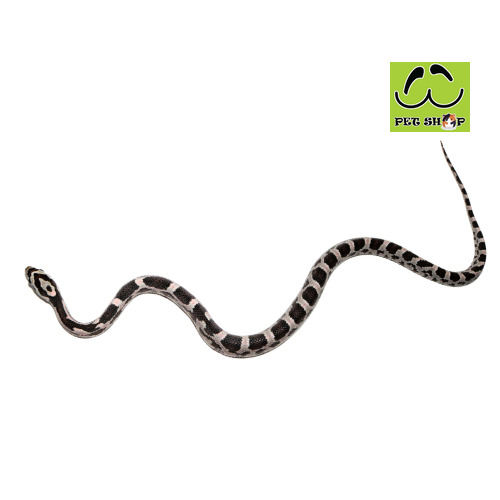 BLACK-PINK-corn-snake-20-30cm-FEMALE