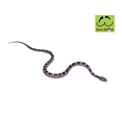 BLACK-PINK-corn-snake-20-30cm-MALE