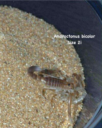 Androctonus bicolor 3i