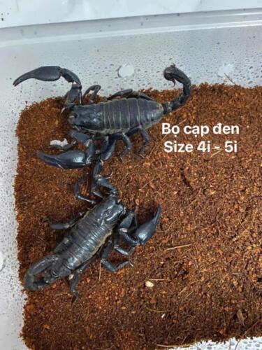 Bọ cạp đen