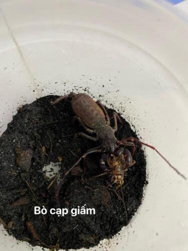 Bọ cạp giấm