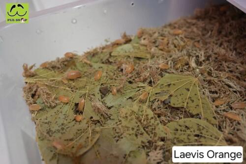 laevis-orange