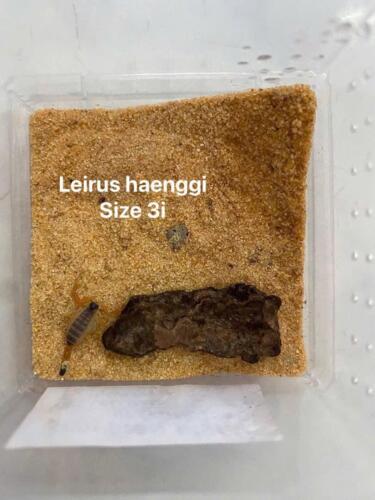 Leiurus haenggi 3i