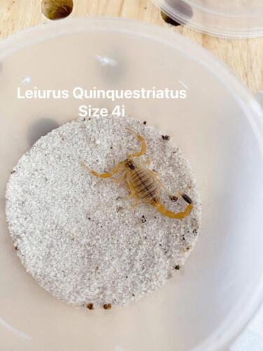 Leiurus Quinquestriatus 4i